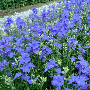 デルフィニウム ダイヤモンドブルー Delphinium Grandiflorum D Chinensis 天空のバラ園 無農薬バラ苗 花苗 クレマチス ハーブ産直販売