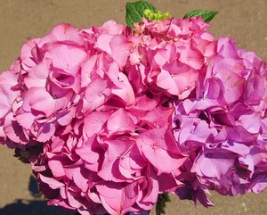 再販 ハイドランジア アジサイ 切花 生花 Jp Farmers Com