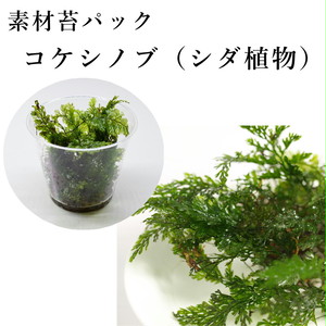 コケシノブ シダ植物 テラリウム作製用素材 苔テラリウム専門ショップ 道草michikusa