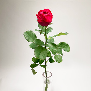 Rose カーマインクラシック 10本 Jaひまわり バラ部会 よいはな Yoihana 最高品質のお花をお届けするネット通販