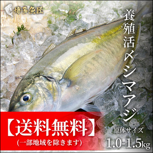 送料無料 養殖活〆シマアジ 1 0 1 5kg 刺身用 公式hp 博多魚匠