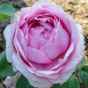 ライラック ローズ Lilac Rose 21年度新苗予約 お届けは21年5月上旬以降 天空のバラ園 無農薬バラ 苗 花苗 クレマチス ハーブ産直販売