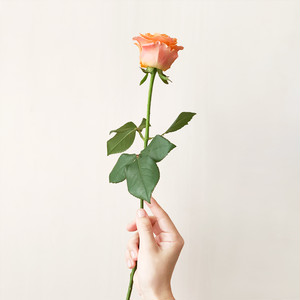 バラ 1本 八木バラ育種農園 よいはな Yoihana 最高品質のお花をお届けするネット通販