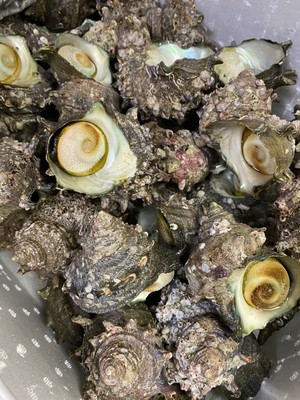 長崎県五島産活きさざえ(3kg) 長崎県五島産活きさざえ(3kg)