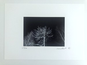 A4サイズフォトポスター「夜の木」