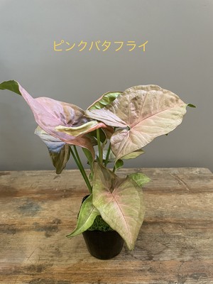 観葉植物 Plusgardensshop