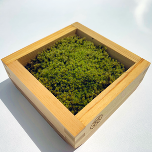 スナゴケMASUMOSS２合枡