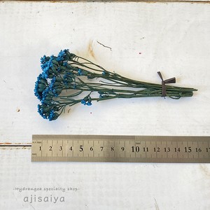 ｓａデージー ミニ カラー5色 ドライフラワー 自然素材こわけ専門店 あじさいや
