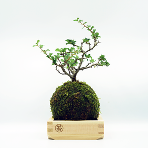 紅長寿梅（べにちょうじゅばい）２合枡