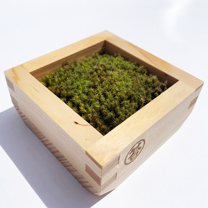 スナゴケMASUMOSS１合枡