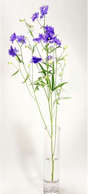デルフィニウム 1本 よいはな Yoihana 最高品質のお花をお届けするネット通販