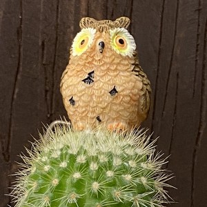 受注生産品 ふくろう 丸サボテン 観葉植物 Sp Br さぼてん カクタス インテリア グリーン ミニチュア かわいい 動物 フィギュア 三和ポチット