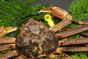 活越前かに 大 1.1kg〜1.2kg 活越前かに 大 1.1kg〜1.2kg