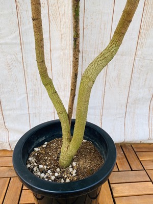 観葉植物 グリーンアラレア 曲り 8号鉢 ハウスプランツショップ 観葉植物の通販サイト