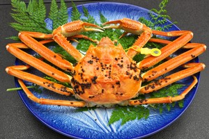 越前かに 中 900g〜1.0kg 越前かに 中 900g〜1.0kg