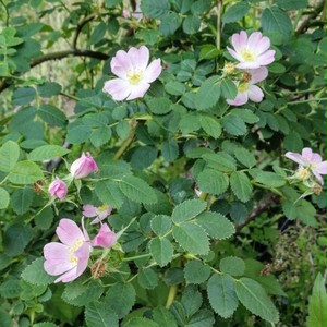 ロサ カニナ Rosa Canina 天空のバラ園 無農薬バラ苗 花苗 クレマチス ハーブ産直販売