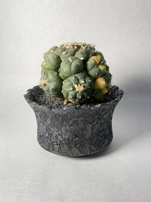 ロホホラ 烏羽玉錦 Trigger