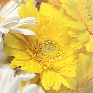 ガーベラ50本 スマイルミックス Adore Flowca よいはな Yoihana 最高品質のお花をお届けするネット通販