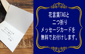 枯れないお花 赤バラ２本のプリザーブドフラワー ボックス入り 花言葉は この世界は自分と貴方だけ 結婚２周年記念日や告白 プロポーズに最適 花言葉tag無料 Rose Of Shinsaibashi