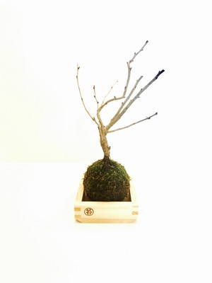 啓翁桜(ケイオウザクラ) 2合枡