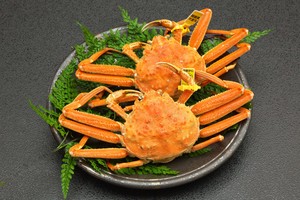 越前せいこがに 大 2杯セット 200g〜220g 越前せいこがに 大 2杯セット 200g〜220g
