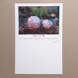 ポストカード【天仰ふくろう雛】モモMサトウpc013