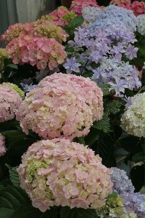 2020母の日おまかせ紫陽花