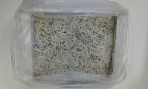 熊本不知火海産しらす　８００g化粧箱