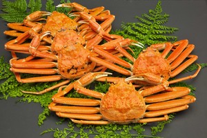 ズワイガニお得なセット 300g〜400g×5杯 ズワイガニお得なセット 300g〜400g×5杯