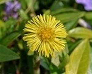 コルツフット Coltsfoot 46 コトフショップ