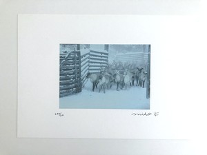 A4サイズフォトポスター「トナカイたち」