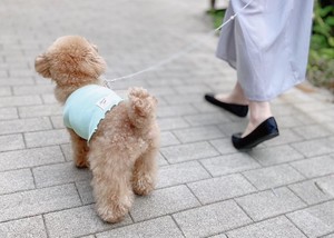 シンプルリブフリル ノースリーブ ミントグリーン ー 犬服 イタグレ服 ミニピン服 フレブル服 キャバリア服 Maison Sept メゾン セット ドッグウェア イタグレ ミニピン フレブル キャバリア