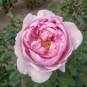 ライラック ローズ Lilac Rose 21年度新苗予約 お届けは21年5月上旬以降 天空のバラ園 無農薬バラ 苗 花苗 クレマチス ハーブ産直販売