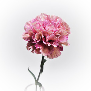 カーネーション バビロン本 精華園 岩田秀一 よいはな Yoihana 最高品質のお花をお届けするネット通販