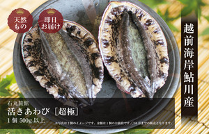 超極み 活きあわび 1枚 500g以上 超極み 活きあわび 1枚 500g以上