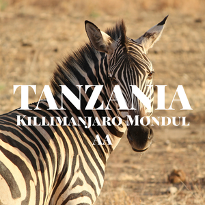 タンザニア キリマンジャロ モンデュール AA  /  TANZANIA  Killimanjaro Mondul AA  【150g】【中煎り】
