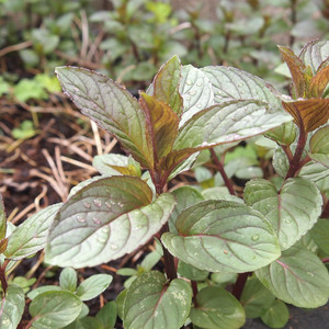 マスクスプレー 万能アロマスプレー ユーカリ ペパーミント イランイラン ソフィアフィトセラピーショップ