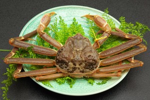 活越前かに 小 600g〜700g 活越前かに 小 600g〜700g