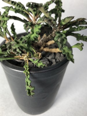 ユーフォルビア デカリー Trigger