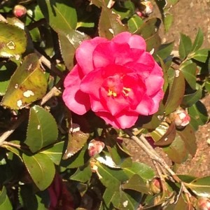 寒椿 かんつばき エネルギーの回復 和樂フラワーエッセンス Thaleia Shop