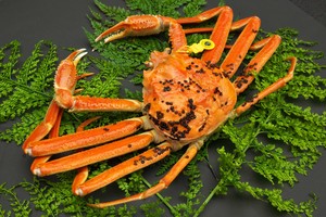 越前かに 大 1.1kg〜1.2kg 越前かに 大 1.1kg〜1.2kg