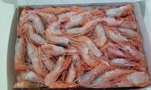 刺身用甘海老　グリーンランド産