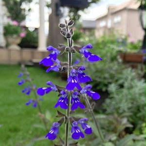 サルビア コスミックブルー Salvia Sinaloensis 天空のバラ園 無農薬バラ苗 花 ハーブ産直販売