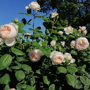 セント セシリア St Cecilia 21年度新苗予約 お届けは21年5月上旬以降 天空のバラ園 無農薬バラ 苗 花苗 クレマチス ハーブ産直販売