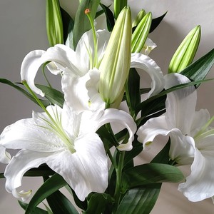 送料無料 10本 プロご用達 有名生産者が作るオリエンタルユリ シベリア Jp Farmers Com