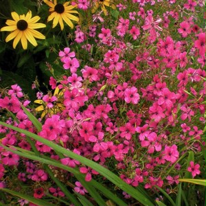 ビスカリア シレネ Viscaria Oculata Silene Coeil Rosa 天空のバラ園 無農薬バラ苗 花苗 クレマチス ハーブ産直販売