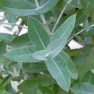 マスクスプレー 万能アロマスプレー ユーカリ ペパーミント イランイラン ソフィアフィトセラピーショップ