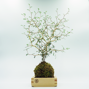 ソフォラ２合枡