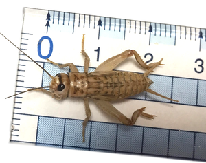 冷凍コオロギ餌用 国産イエコ Mサイズ50ｇ 約190匹相当 ネイトファームの新鮮 急速冷凍イエコ 冷凍コオロギ Amazon販売 No 1獲得 国産 完全自社養殖 新鮮栄養満点の冷凍コオロギならネイトファーム