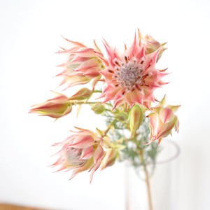 可愛い系 ネイティブフラワー セルリア ブラッシングブライドピンク Jp Farmers Com